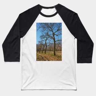 Very tall plum trees in an orchard Baseball T-Shirt
